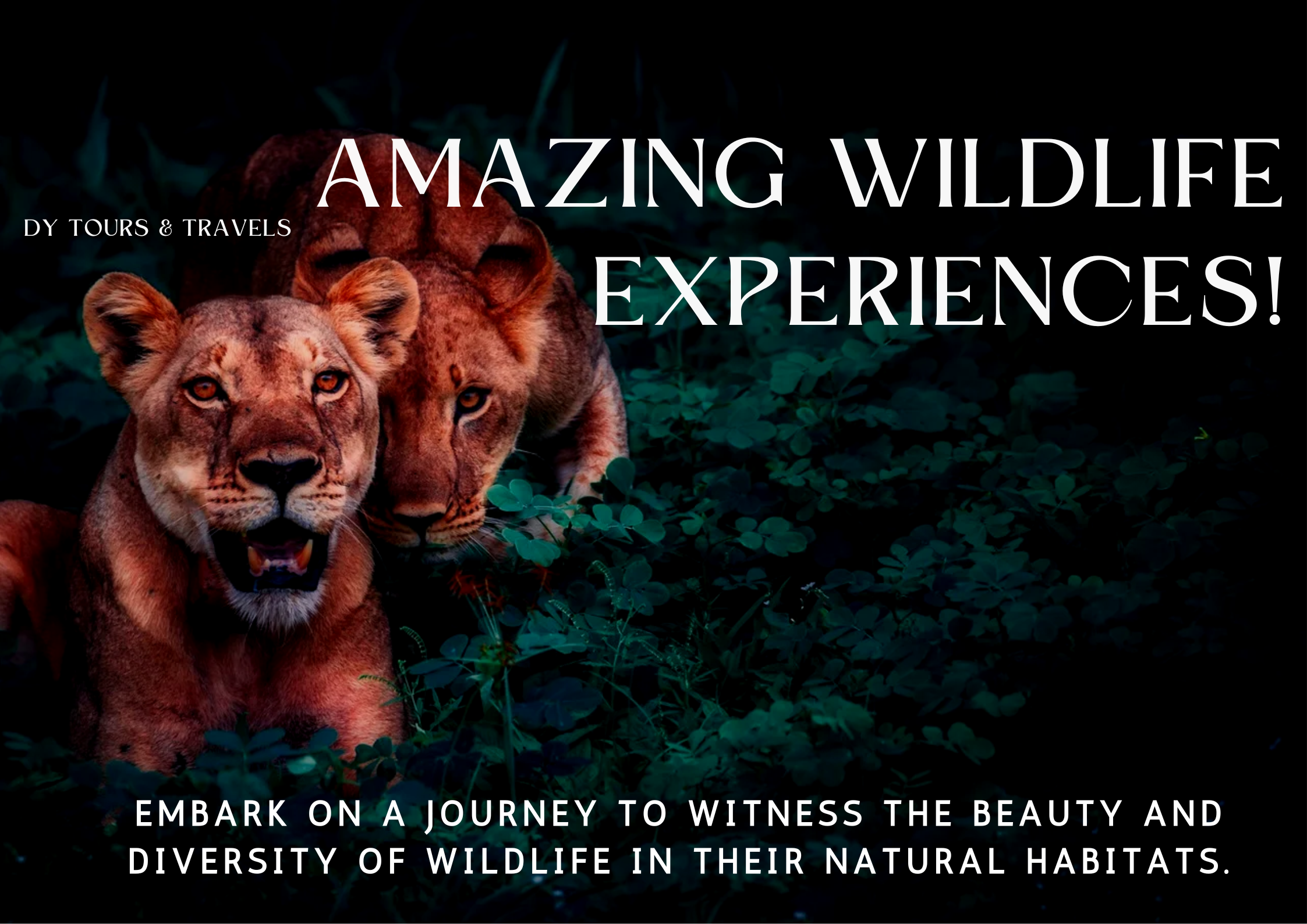 Wildlife Tours